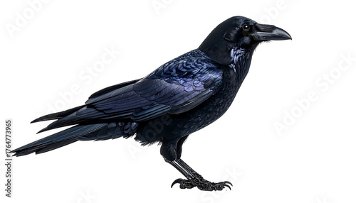 Glossy black raven stands against a stark black background, gazing to the right, detailed feathers visible