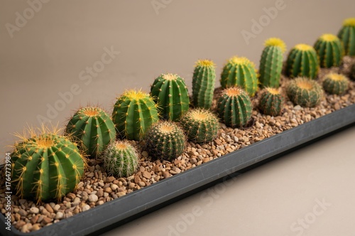 Succulent cacti lined up in...