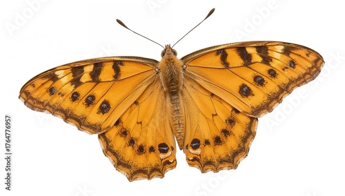 Vibrant yellow butterfly wi...