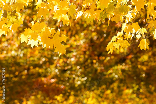 Yellow Autumn leaves create a seasonal background as the trees change colour