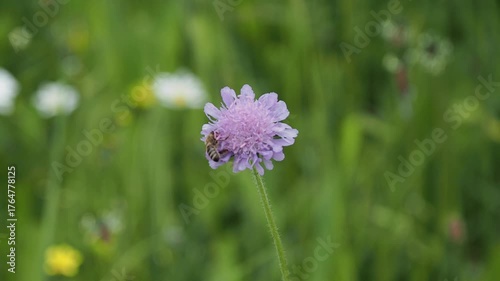 bee on a flower in sunshine 