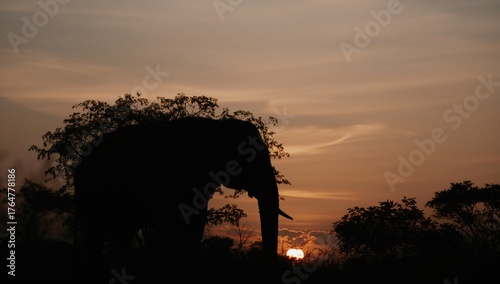 Elephant outline at dusk