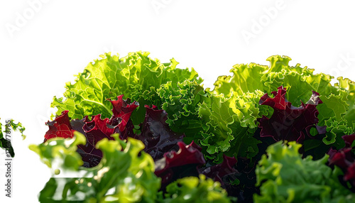 Close-up of crisp green and red leafy lettuce against a contrasting dark background