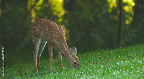 white tailed deer