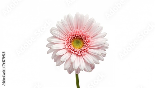 White and pink daisy bloom ...