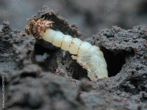 Insects larvae on the ground
