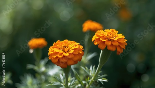 Gardens beautified by marig...