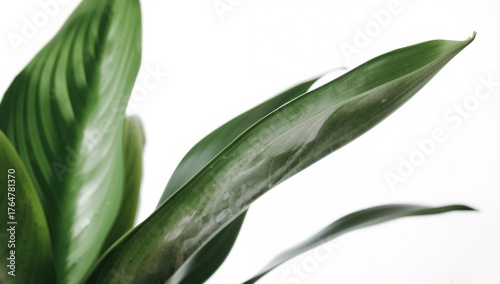 Indoor greenery displayed a...
