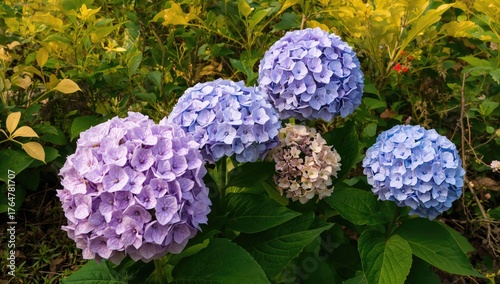 Hydrangea Macrophilla Bloss...