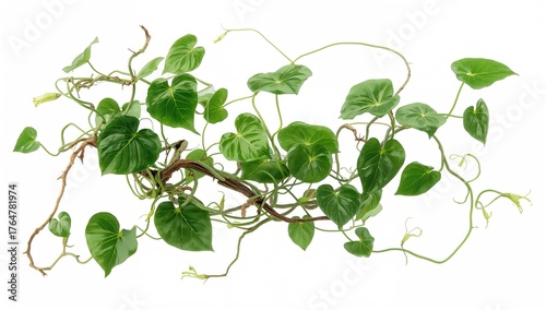 Large intertwined jungle vines featuring wild morning glory liana leaves isolated on a white background with clipping path