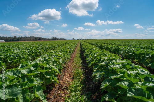 A sunny field filled with t...