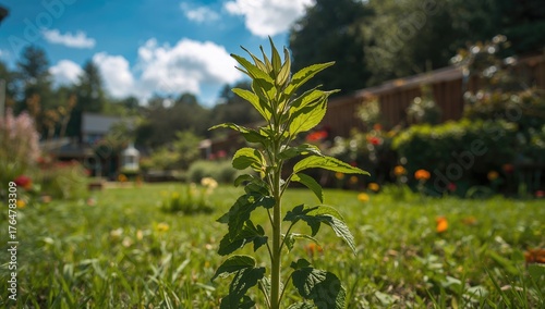 This Plant Commonly Grows i...