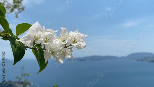 White bougainvillea flowers...