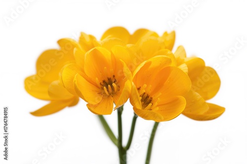 Yellow buttercup flowers on...