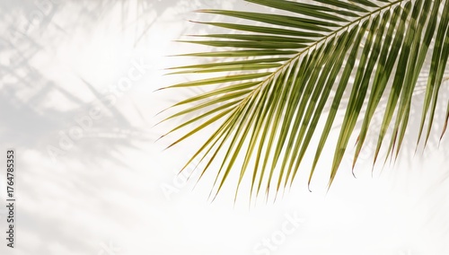 Isolated palm fronds agains...
