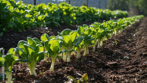 Rows of fresh lettuce, cabb...