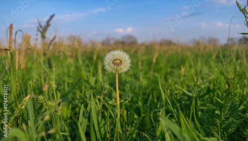 Gorgeous Dandelion Blossomi...