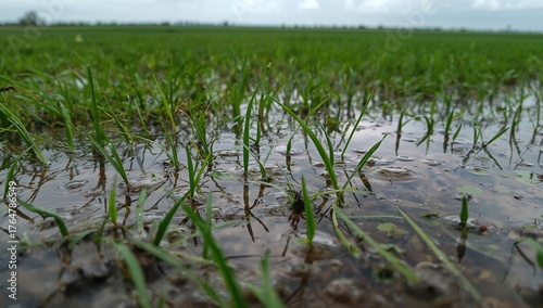 Excess water covers a vibra...