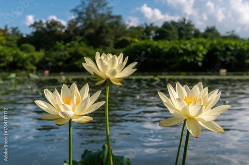 Gorgeous yellow lotus bloom...