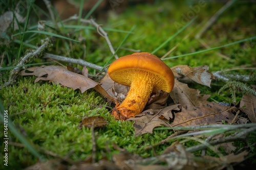 An orange chanterelle mushr...