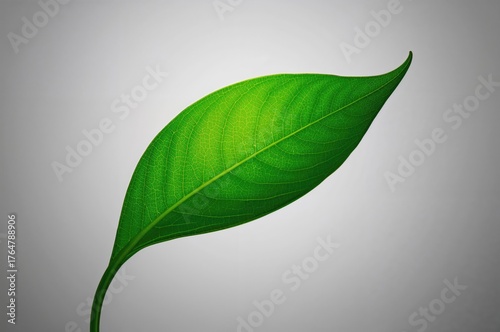 Single Green Leaf on a Plai...