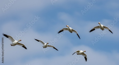 Five white geese with black wingtips soaring against a partly cloudy blue sky