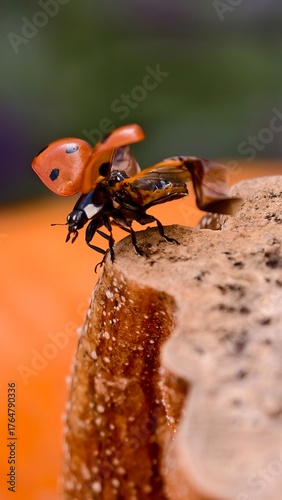 fly on a leaf