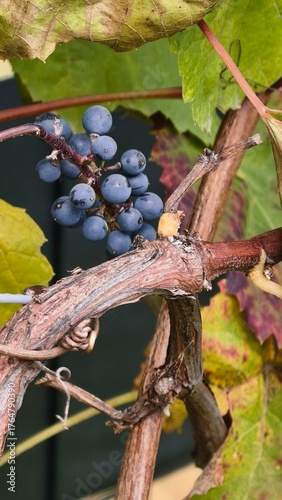 a bunch of grapes