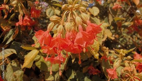 Tiny Beautiful Red Abutilon...