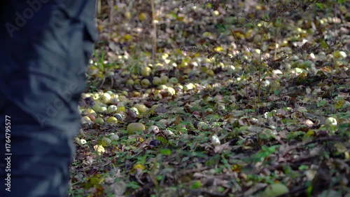 Organic Apples lie on the ground under the trees - (4K)
