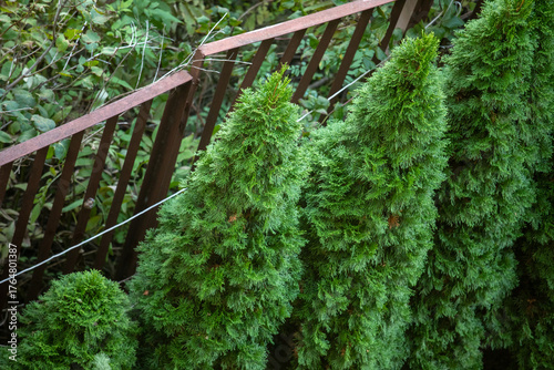 Foto Vertical garden border of vibrant green conical thuja or cypress shrubs, tightly