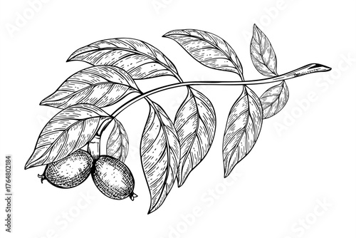 Walnut branch with immature pods and leaves monochrome vector illustration painted by black inks. Nuts in husk growing on tree etching drawing for packaging decor, healthy food design, posters