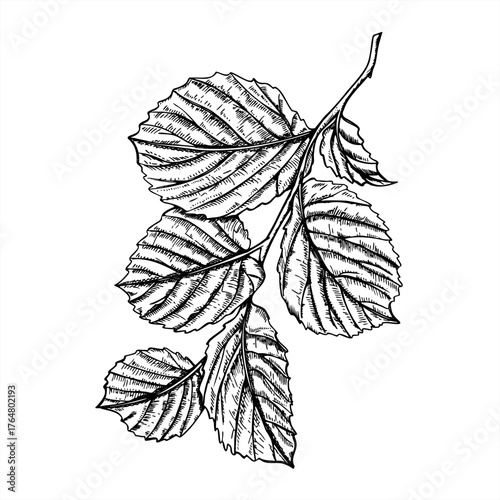 Monochrome vector illustration of hazelnut branch with leaves painted by black inks. Etching drawing of hazel foliage for organic food packaging, herbal product labels, garden center design.