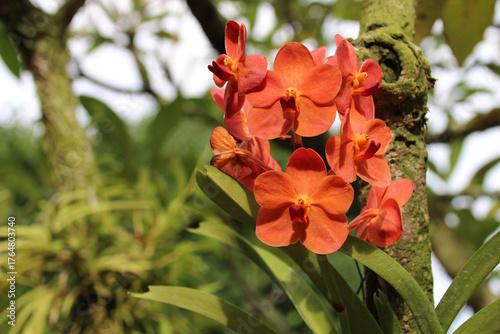 Photography bloom orchids in a garden (singapore botanic gardens) in singapore