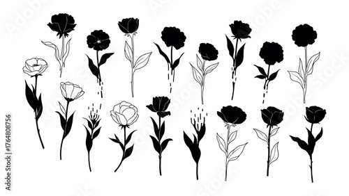 Delicate Botanical Silhouettes: A curated collection of elegant floral illustrations. Showcasing exquisite lines and graceful forms. A minimalist touch to botanical artistry.