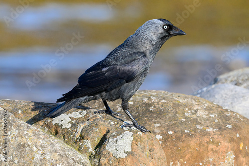 Jackdaw adult standing on an old stone wall