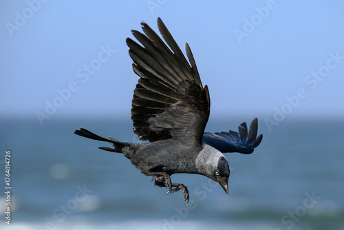 Jackdaw an adult bird in flight