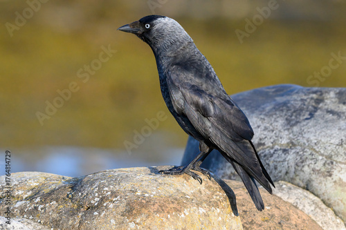 Jackdaw