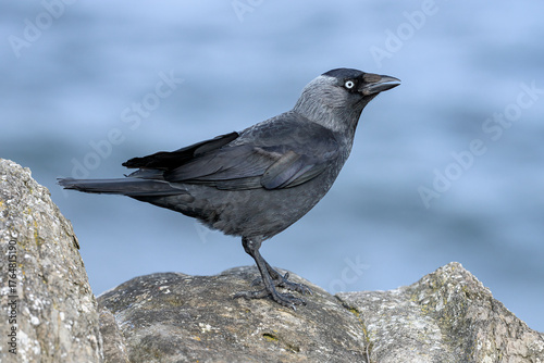 Jackdaw adult standing on an old stone wall