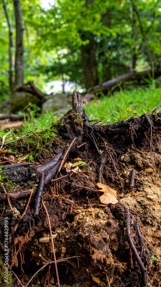 Fototapeta premium Exposed fibrous roots of a fallen tree with soil particles and moisture in a shaded woodland
