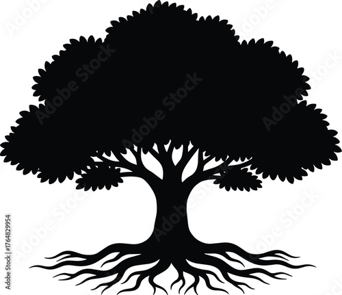 tree with wide canopy and exposed roots spreading outward silhouette