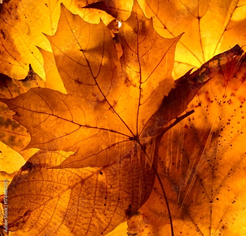 autumn leaves background