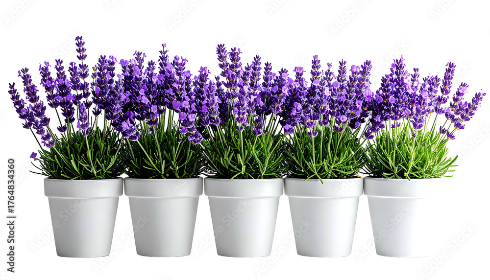 Fototapeta premium Five white pots in a row, each filled with flourishing purple lavender plants against a dark backdrop