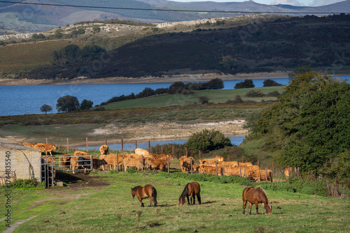 herd of stabled cows, Ebro reservoir, Campoo, Cantabria, Spain