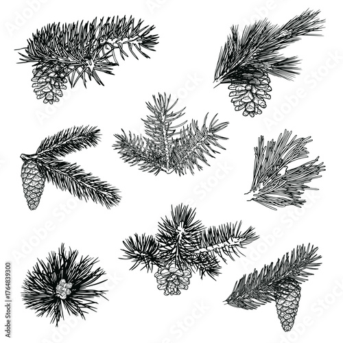 Hand drawn pine branches with cones. Vector illustration. 