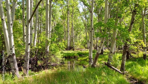 Forest with young cottonwood trees showing heart-shaped leaves and pale bark in a riparian woodland zone