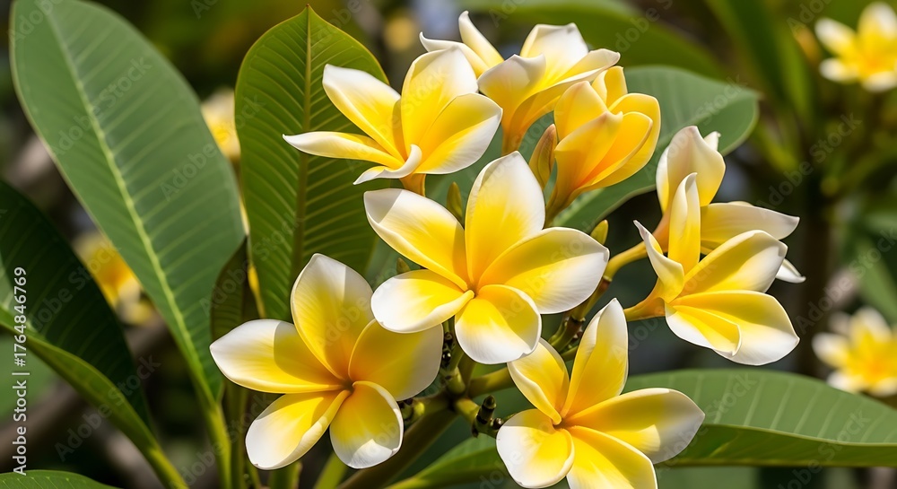 Obraz premium Closeup of yellow Plumeria flowers blooming.