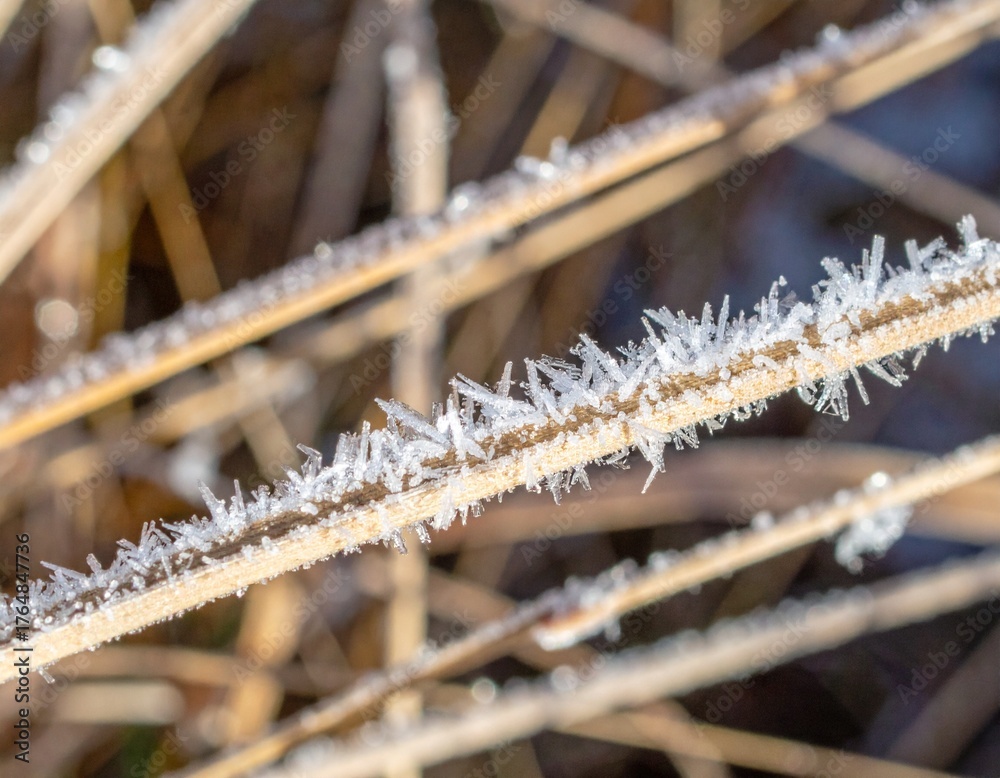 Fototapeta premium Frost crystals forming intricate patterns on dried grass blades in early winter morning light