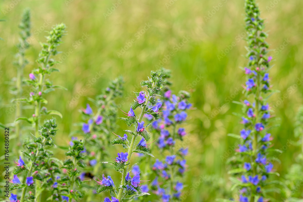 Obraz premium Stunning Purple Wildflowers Flourishing in a Lush and Vibrant Green Natural Setting
