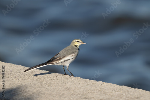 ハクセキレイ（幼鳥）
